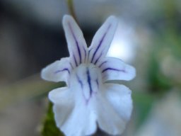 Nemesia diffusa flower